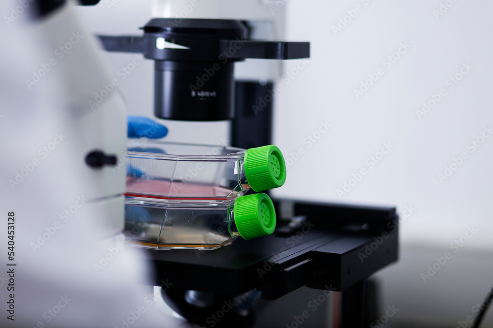 cell culture at the medicine and cell culture laboratory cell culture at the medicine and cell culture laboratory