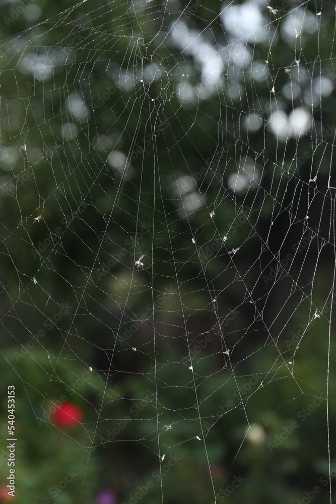 Naklejka premium Closeup view of spiderweb with dew drops outdoors