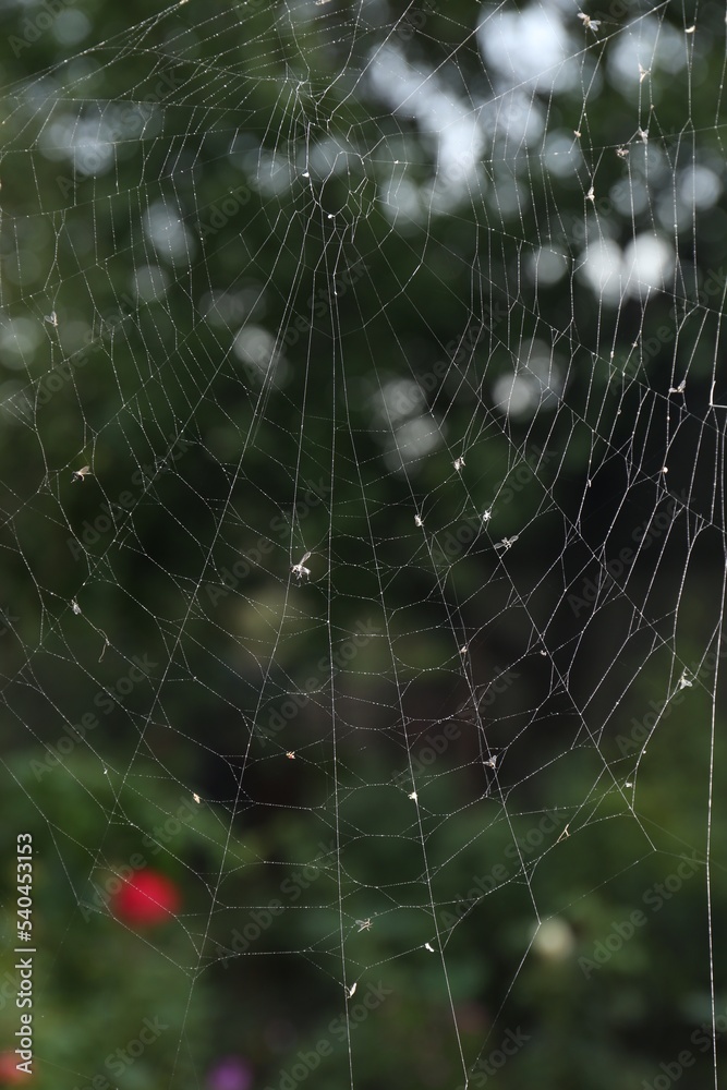 Closeup view of spiderweb with dew drops outdoors
