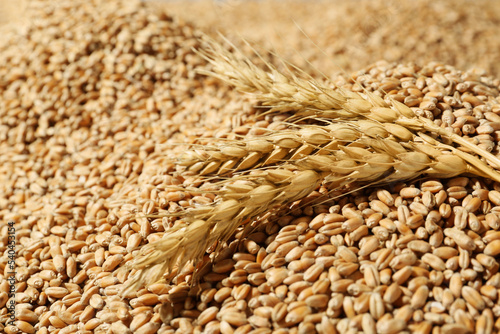 Ears of wheat on grains, closeup. Cereal plant