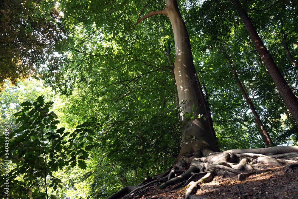 Obraz premium Tree roots visible through ground in forest