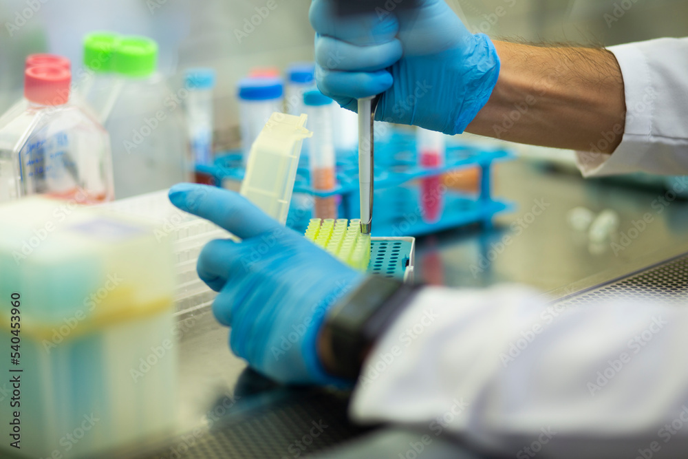 cell culture at the medicine and cell culture laboratory cell culture at the medicine and cell culture laboratory