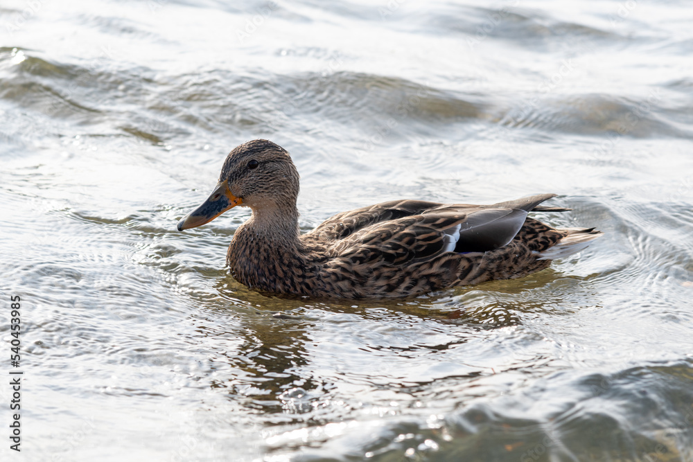 Duck with open wings on a pond. Duck flying over a pond. Duck with open wings. Wild duck. Wild Fauna