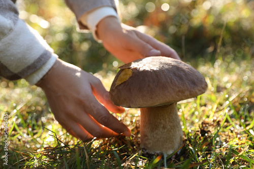Man picking porcini mushroom outdoors on autumn day, closeup