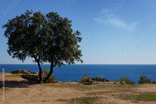 a tree on a rocky shore high against the sea and sky. High quality photo