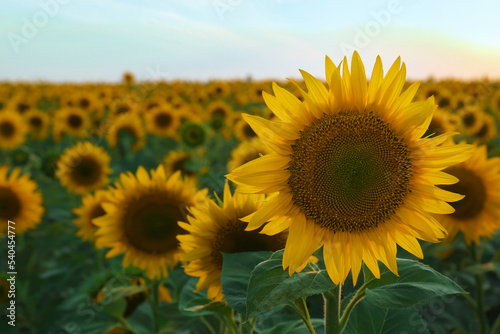 Beautiful blooming sunflower in field on summer day. Space for text © New Africa