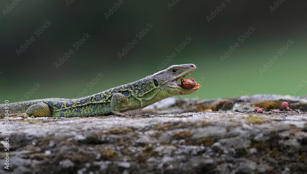 Fototapeta premium Close up portrait of a stunning ocellated lizard or jewelled lizard (Timon lepidus) eating a bug prey. Beautiful scary green and blue exotic lizard in natural environment. Reptile feeding.