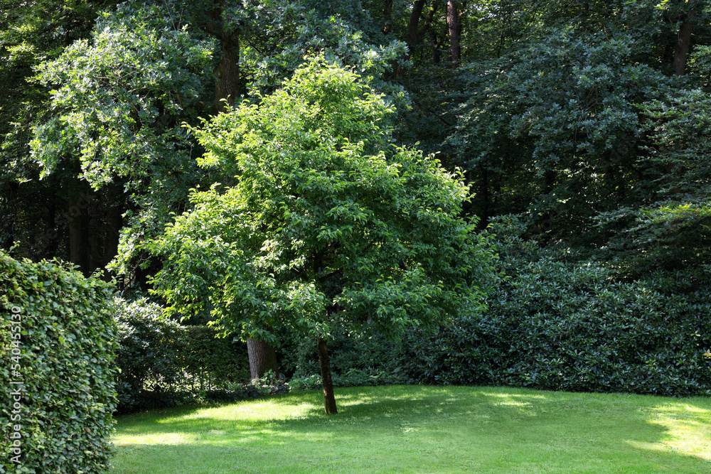 Beautiful lawn with green grass and bushes outdoors Beautiful lawn with green grass and bushes outdoors