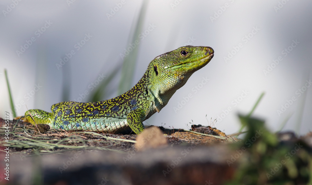 Fototapeta premium Close up portrait of a big and dominant adult male ocellated lizard or jewelled lizard (Timon lepidus). Beautiful scary green and blue exotic lizard sunbathing in natural environment. Lugo, Spain.