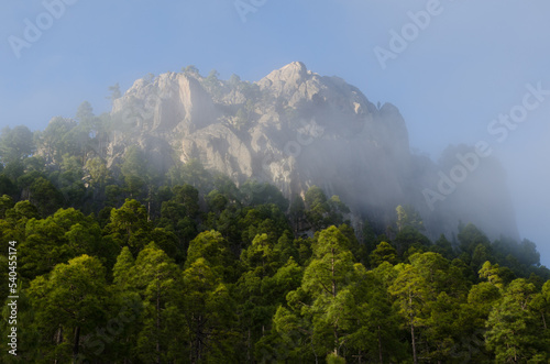 Cliff of the Morro de Pajonales and forest of Canary Island pine Pinus canariensis in the fog. Reserve of Inagua. Gran Canaria. Canary Islands. Spain.