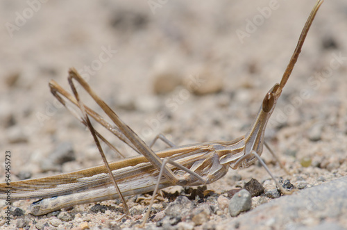 Short-horned grasshopper Truxalis nasuta. Cruz de Pajonales. Integral Natural Reserve of Inagua. Tejeda. Gran Canaria. Canary Islands. Spain.