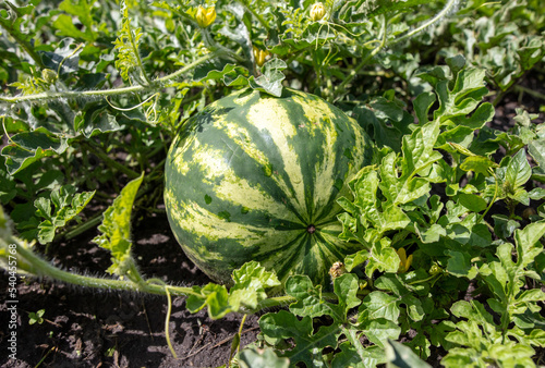 Watermelon grows on the ground.