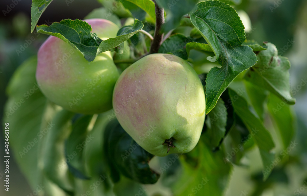 Ripe apples on the branches of a tree. Ripe apples on the branches of a tree.