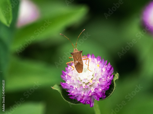 cletus punctiger rice stinkbug on small flower photo