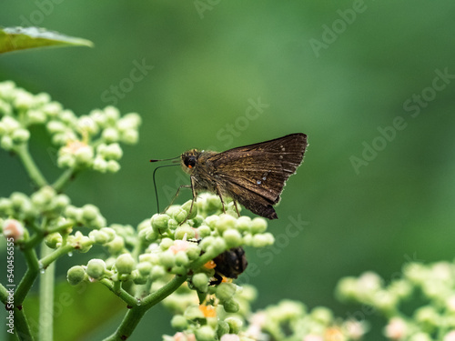 Straight Swift butterfly on small bushkiller flowers 2 © Hanstography