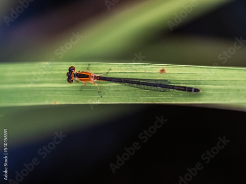 common bluetail damselfly on a blade of grass photo