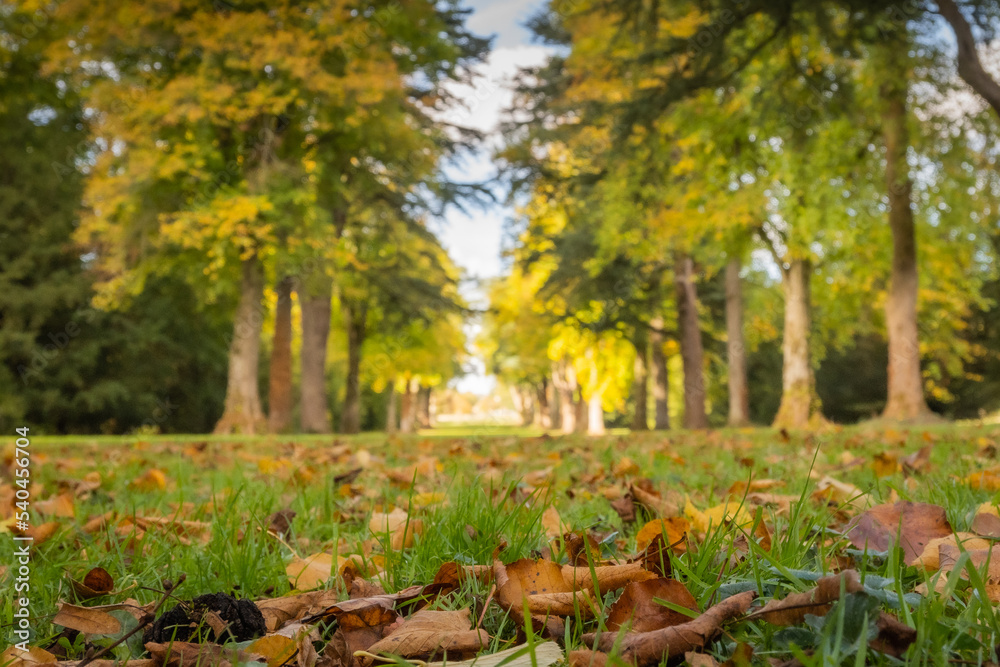 selective focus used to create an autumn nature scene background backdrop graphic resource with leaves on the grassy floor in focus and changing trees deliberately out of focus bokeh behind.