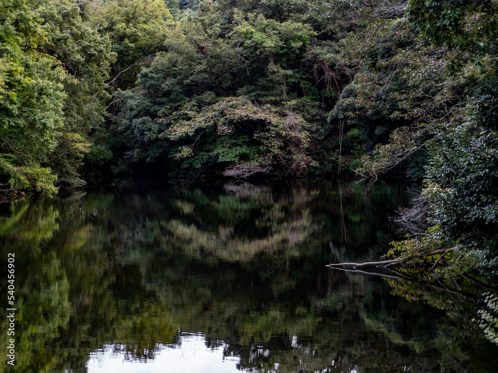 Forest reflected in Sanzagaike Pond, Kamakura 2