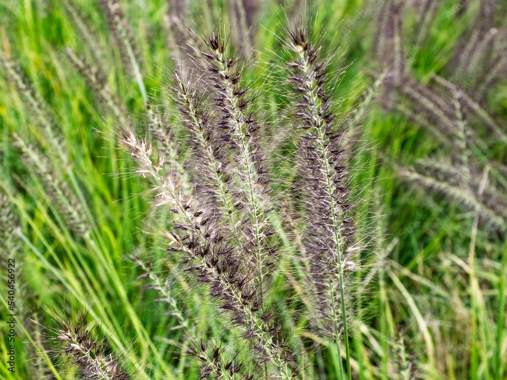 chinese pennisetum grass along a hiking trail chinese pennisetum grass along a hiking trail