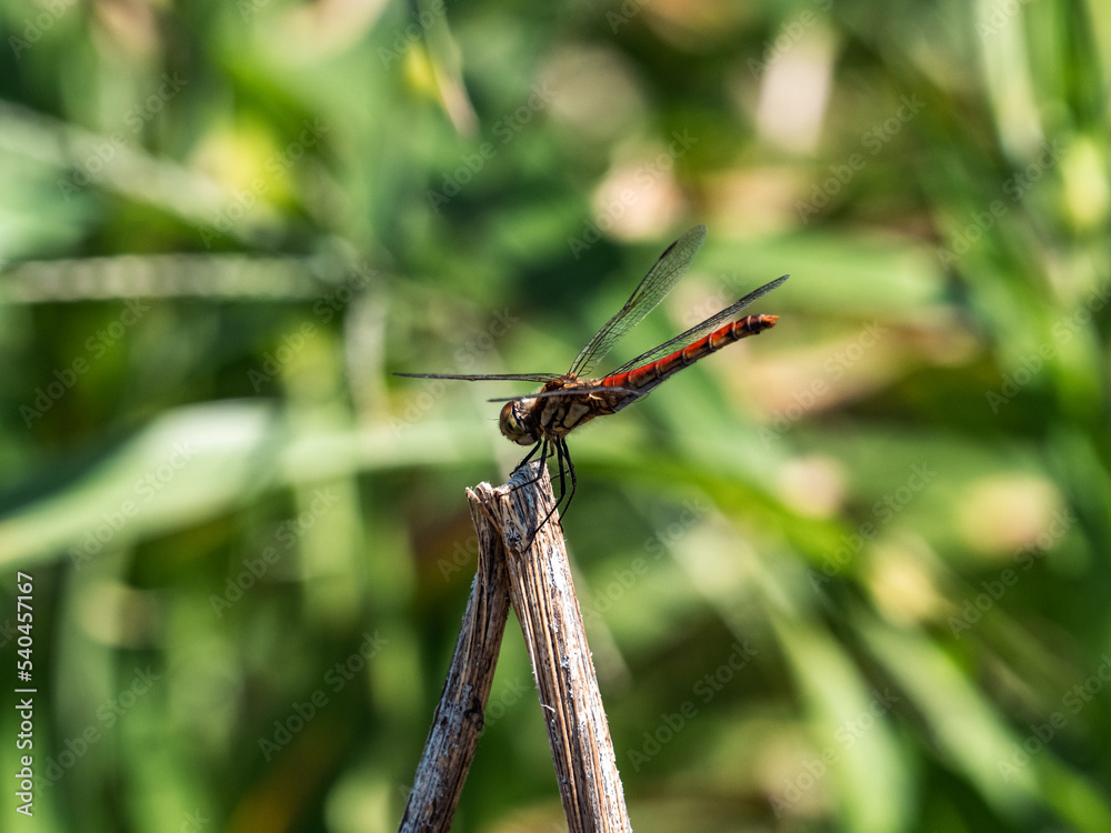 autumn darter dragonfly resting near Japan farm 7 autumn darter dragonfly resting near Japan farm 7