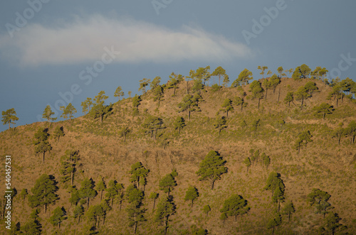 Hill with a forest of Canary island pine Pinus canariensis and cloud. Integral Natural Reserve of Inagua. Gran Canaria. Canary Islands. Spain.