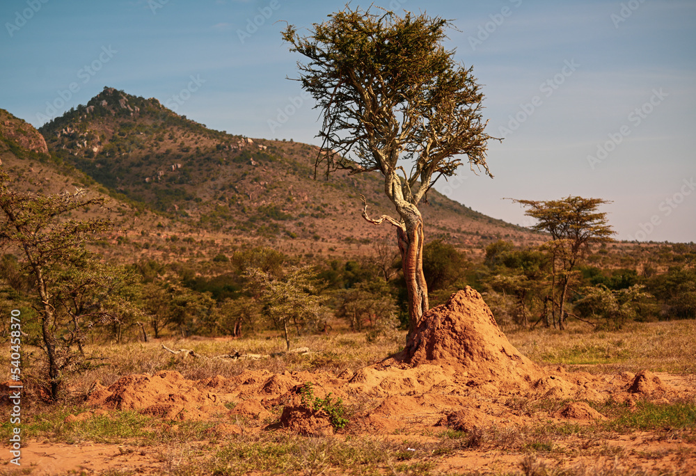 Kenyan trees in Savanna Stock Photo Adobe Stock