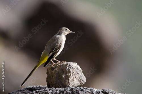 Grey wagtail Motacilla cinerea canariensis. El Toscon. The Nublo Rural Park. Tejeda. Gran Canaria. Canary Islands. Spain. photo