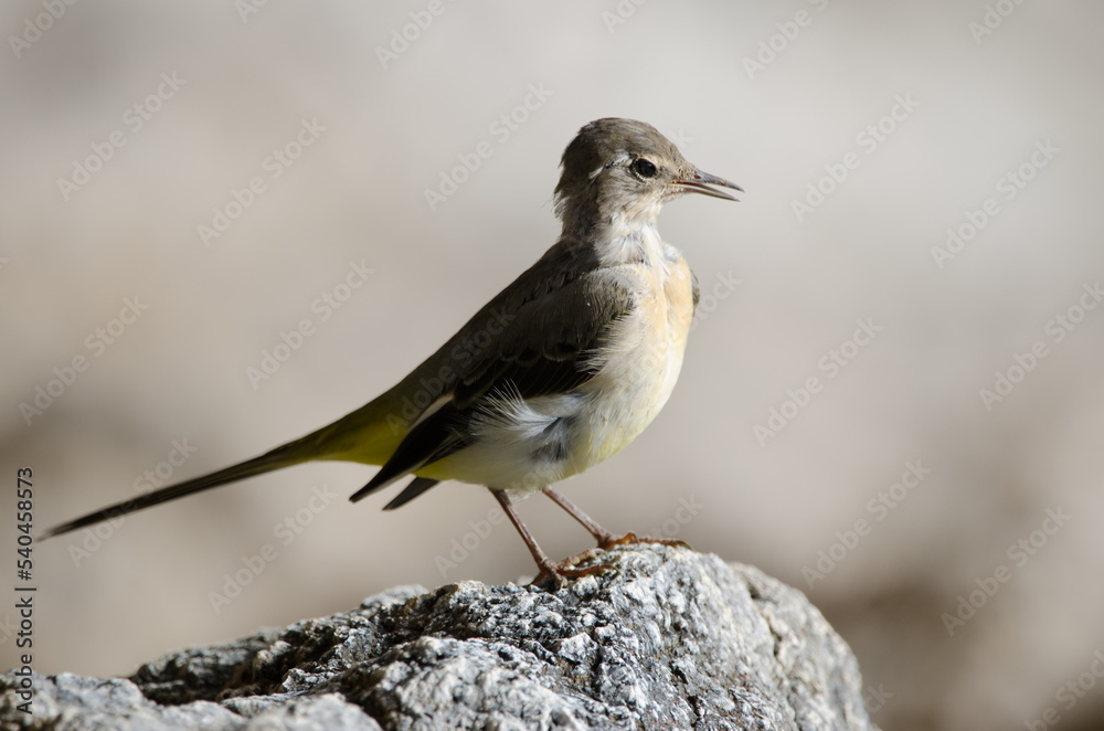 Fototapeta premium Grey wagtail Motacilla cinerea canariensis calling. El Toscon. The Nublo Rural Park. Tejeda. Gran Canaria. Canary Islands. Spain.