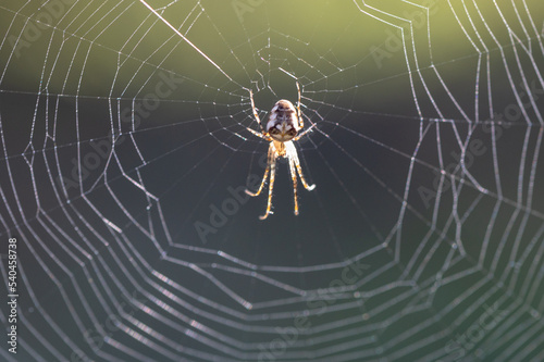 Metellina segmentata - Orb weaving spiders - Araneus segmentatus - Méta d'automne - Méta segmentée - Tatragnante segmentée
