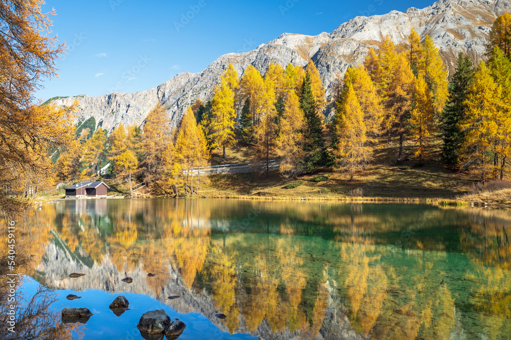 Herbstlich verfärbter Lärchenwald spiegelt sich im glasklaren Palpuognasee, Lai da Palpuogna, Albula-Alpen, Preda, Bergün, Graubünden, Schweiz