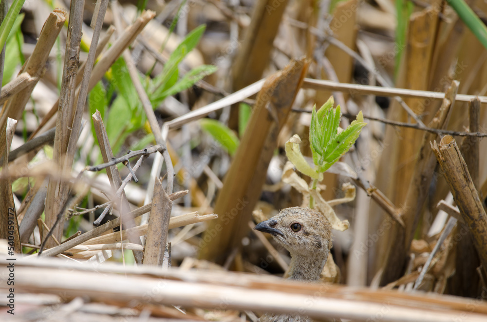 Chick of red-legged partridge Alectoris rufa. Integral Natural Reserve of Inagua. Gran Canaria. Canary Islands. Spain.