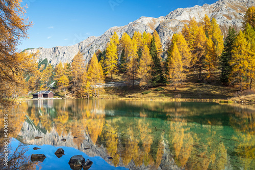 Herbstlich verfärbter Lärchenwald spiegelt sich im glasklaren Palpuognasee, Lai da Palpuogna, Albula-Alpen, Preda, Bergün, Graubünden, Schweiz