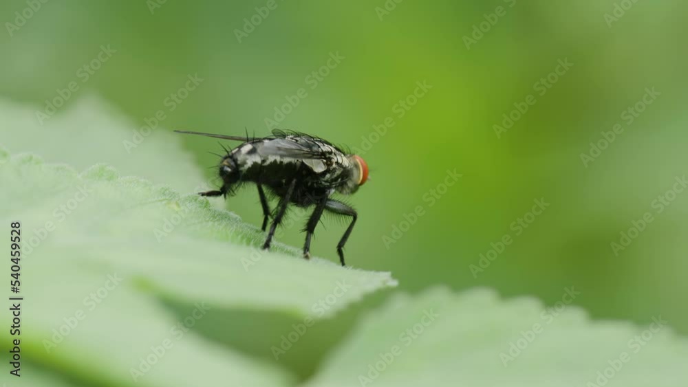 A black fly is perching on a green leaf A black fly is perching on a green leaf
