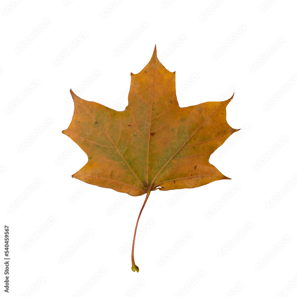 Autumn maple leaf on a transparent background, reverse side Autumn maple leaf on a transparent background, reverse side
