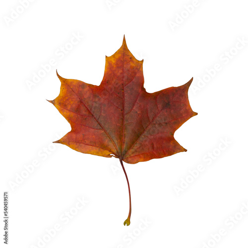 Autumn red maple leaf on a transparent background, front side