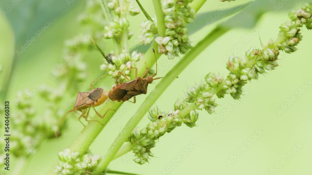 A pair of Oebalus pugnax or rice stink bugs mating on a flower stalk of a spinach plant