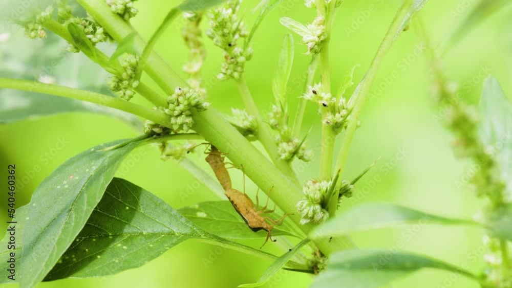 A pair of Oebalus pugnax or rice stink bugs mating on a flower stalk of a spinach plant