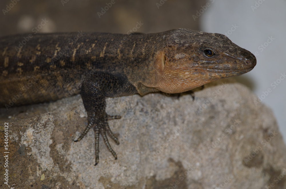Naklejka premium Gran Canaria giant lizard Gallotia stehlini. Cruz de Pajonales. Integral Natural Reserve of Inagua. Tejeda. Gran Canaria. Canary Islands. Spain.