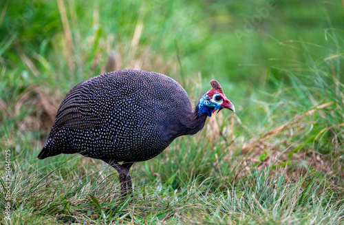 Guineafowl photographed after the rain, South Africa. Overcast lighting during the first summer rains.