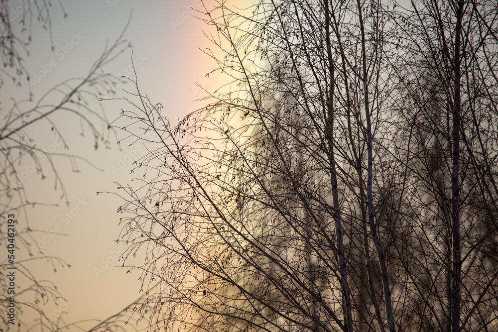 Obraz premium Tree on the background of a rainbow in winter.