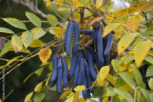 Decaisnea fargesii, Blue Sausage Fruit, Lardizabalaceae family photo