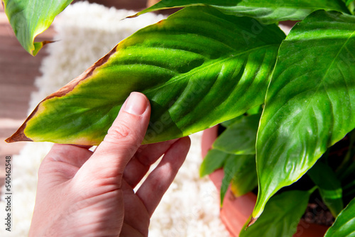The disease of the houseplant spathiphyllum .A beautiful evergreen houseplant with lush leaves. The concept of diseases of domestic plants. Dry brown leaves in a woman's hand.