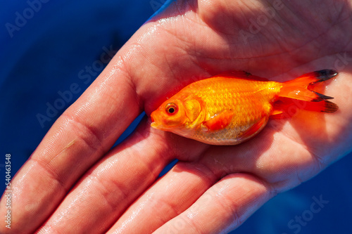 The red fish for the garden pool is in the palm for demonstration.