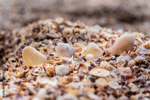 Beach full of shells on the ocean side