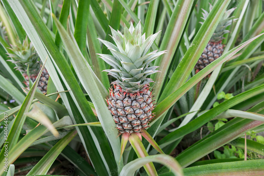 Pineapple plant field, Pineapple tropical fruit growing in garden Pineapple plant field, Pineapple tropical fruit growing in garden