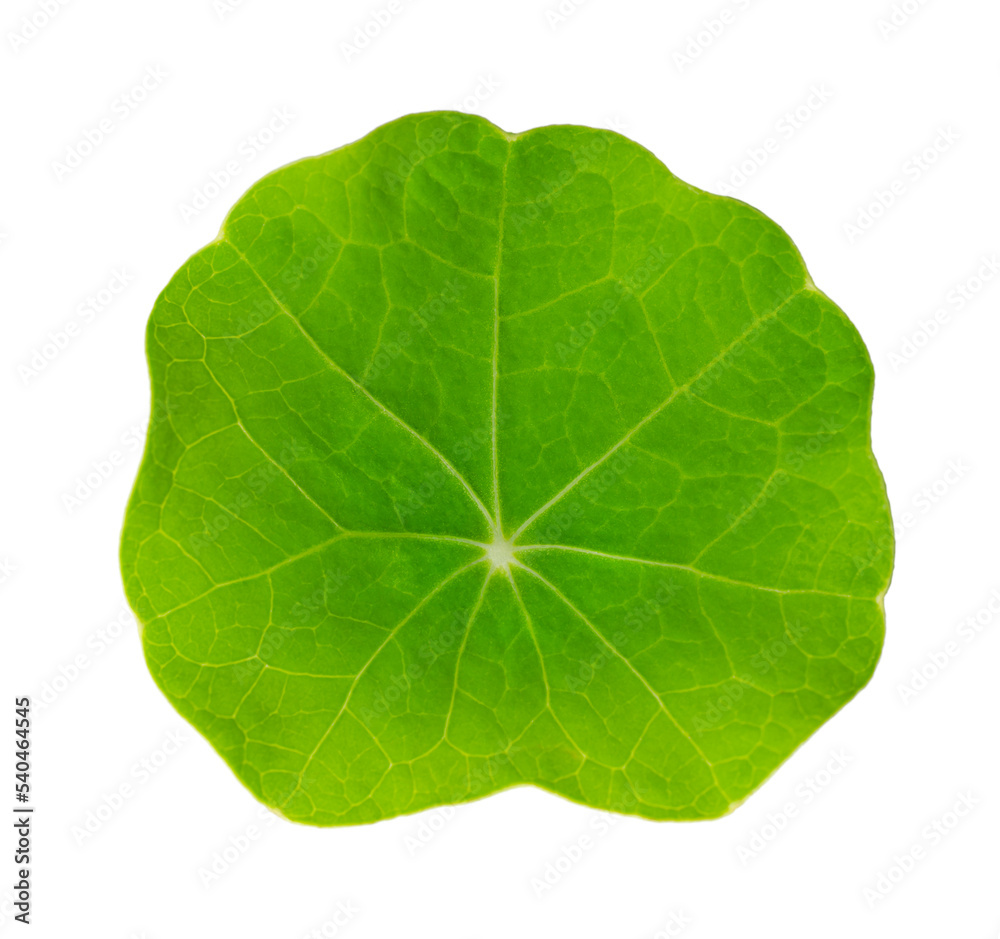 Obraz premium Small leaf of garden nasturtium from above, isolated on white background. Fresh green round leaf of Tropaeolum majus, nasturtian, nose-twister or nose-tweaker, a salad ingredient. Close-up food photo.