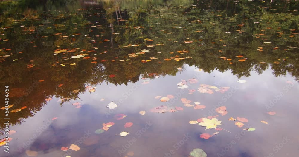Brown leaves floating on a reflecting body of water at daytime Brown leaves floating on a reflecting body of water at daytime