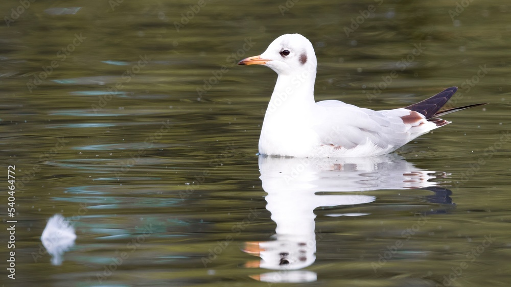 seagull on the water