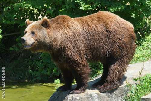 schnuppernder Braunbär im Tierpark Langenberg, Zürich