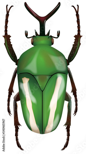 Eudicella gralli ミスジツノカナブン